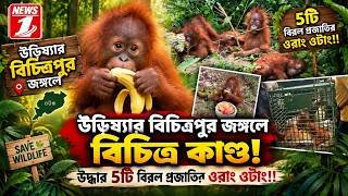 উড়িষ্যার বিচিত্রপুর জঙ্গলে বিচিত্র কাণ্ড! উদ্ধার 5টি বিরল প্রজাতির ওরাং ওটাং!!